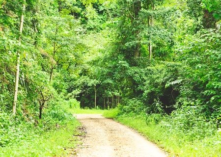 forest road