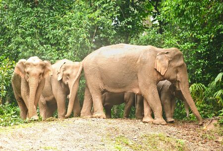 mother and baby elephantの写真素材