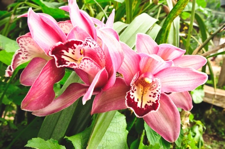 pink orchid
