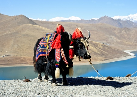Tibetan yakの写真素材