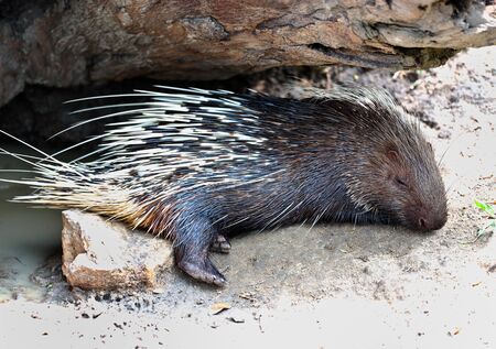 Porcupineの写真素材