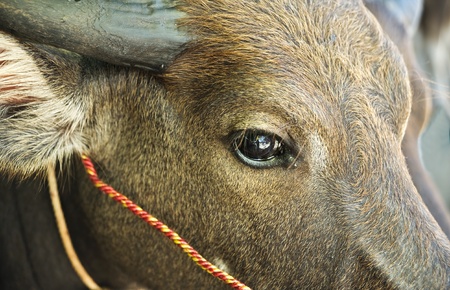 Thai buffalo animal agriculture,buffaloの写真素材