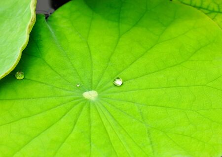 lotus leaf with water dropの写真素材