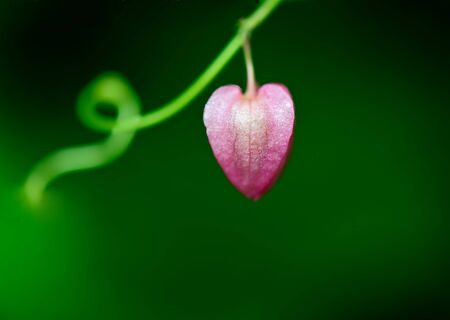 pink Coral vine flowerの写真素材