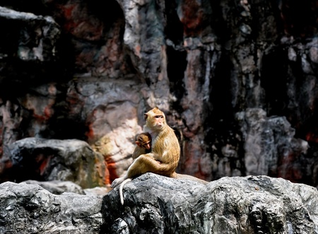 baby monkey with motherの写真素材