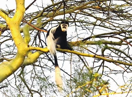 Colobus monkeyの写真素材