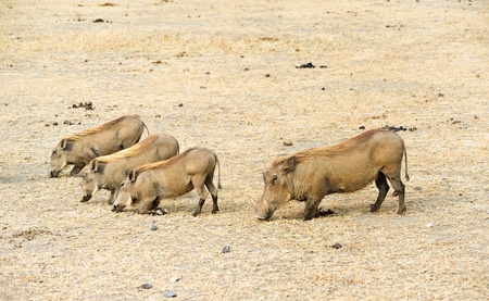 warthog familyの写真素材