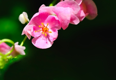 pink Coral vine flower