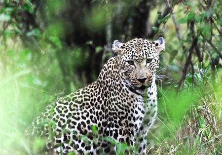 leopard