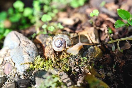 The  snail of the genus Helix animal thailandの写真素材