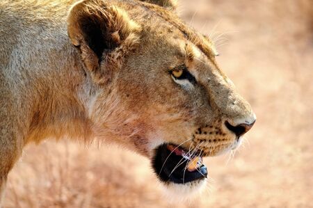 lioness in the wild, Africa, Kenya, Masai Maraの写真素材