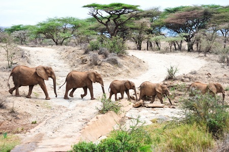 African elephant in the wild,Tanzania の写真素材