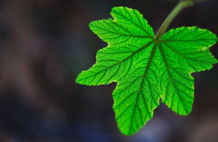 green leaf