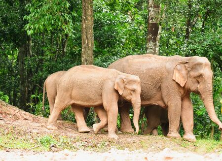 mother and baby elephantの写真素材