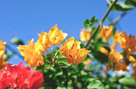colourful bougainvillea flowerの写真素材