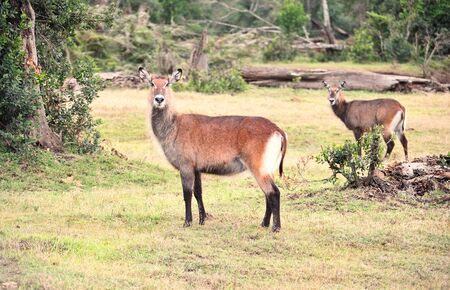 Curious Waterbuck の写真素材