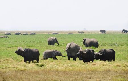 African buffalo and elephants  in Tanzaniaの写真素材