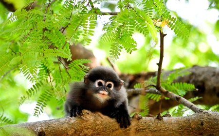 Baby Dusky Langurの写真素材