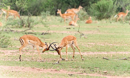 fighting Impala Antelopeの写真素材
