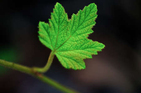 green leafsの写真素材