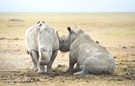 Rhinoceros in the wild in Kenyaの写真素材