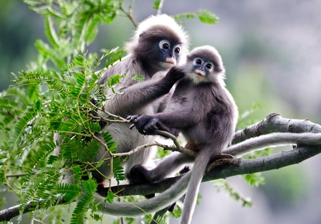 mother and baby Dusky Langur , Thailand