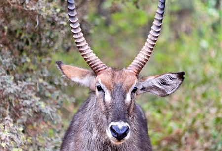 waterbuck bullの写真素材