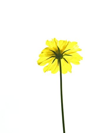 yellow flowerの写真素材