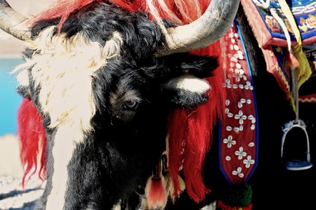 Yak in Tibetの写真素材