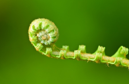 new Fern leaf