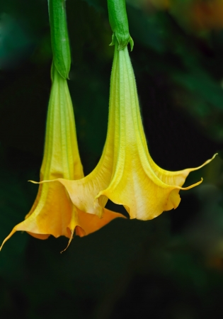 Angel Trumpetsの写真素材