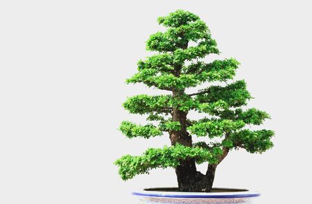 Bonsai Treeの写真素材