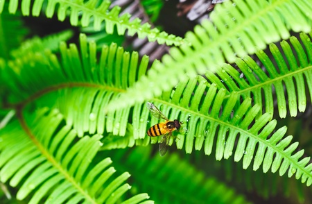  Bee and leaf in the forestの写真素材