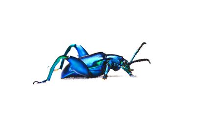 blue beetleの写真素材