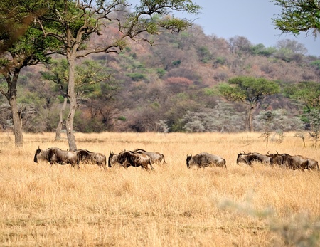Wildebeest migration  in Kenya