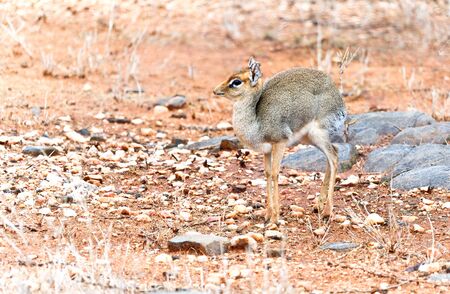 Dik Dik の写真素材