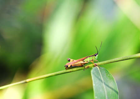  Grasshopper on leafの写真素材