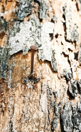 Aged rusty nail in tree with bark detail の写真素材
