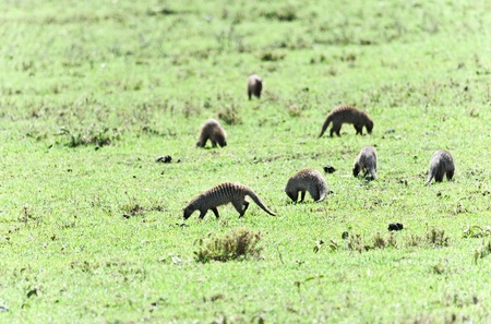 Banded Mongoose, Wildlife Reserve in Tanzania, Africaの写真素材