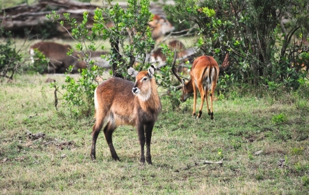 Two Water Bucks in Kenya の写真素材