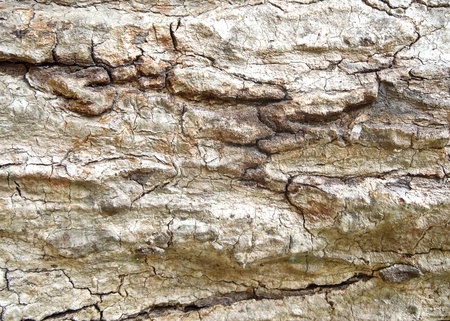 Abstract Wood Texture Bark