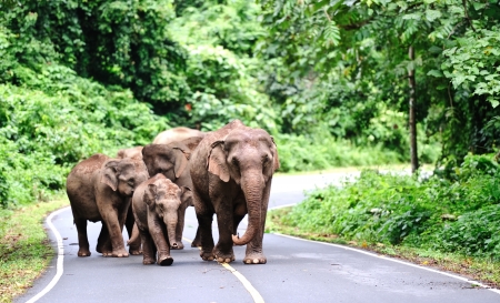 Asian elephants in Khao Yai National Park,Thailandの写真素材