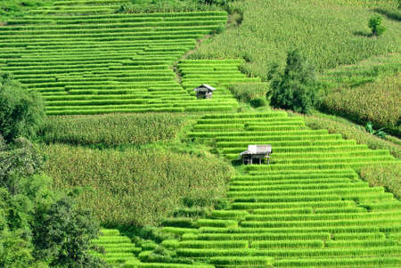 green rice terraces  in Thailand