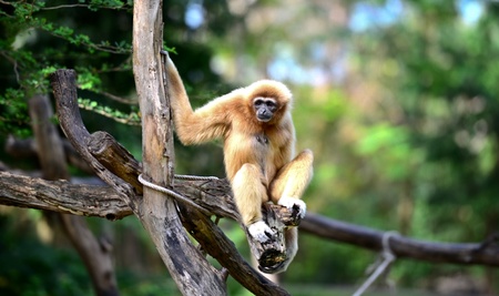 Gibbon in zoo