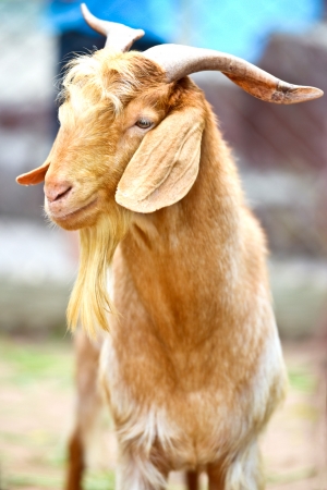 Goat in zooの写真素材