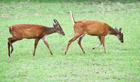 barking deer in Khao Yai national parkの写真素材