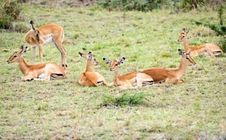 wild animal in  Africaの写真素材