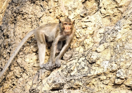 monkey in the mountainの写真素材
