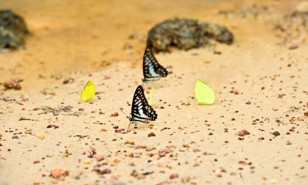 Butterfly on a sand in the Thailand