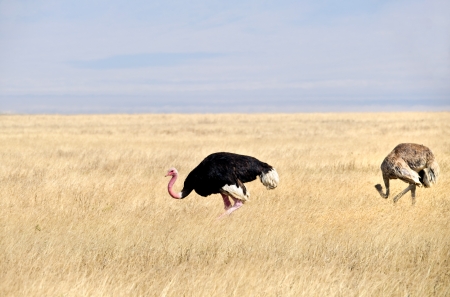 Ostrich in Africaの写真素材